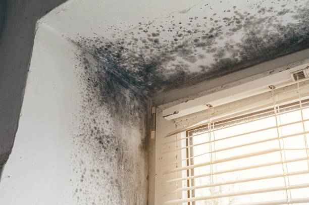 Affordable Black Mold Remediation solutions in Freeburg, PA